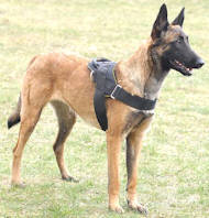 Multifunctionele Nylon Tuig voor Mechelse Herder [H6###1057 Pettorina da lavoro in nylon per Malinois]